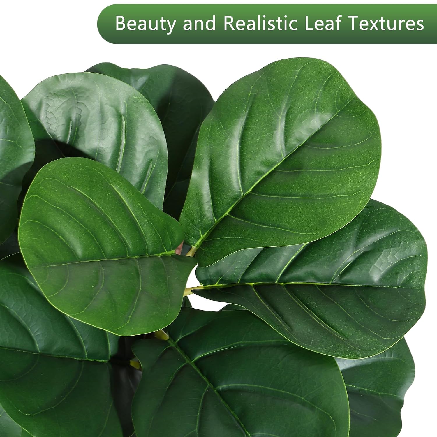 ต้นไทรใบฟิดเดิล ขนาด 4 ฟุต แบบ - Fiddle Leaf Fig บทวิจารณ์และราคา