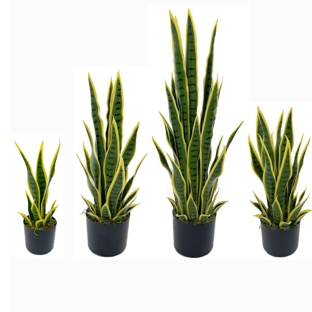 ต้นงูเหลือมปลอมขนาด 40-100 ซม. - Snake Plant บทวิจารณ์และราคา