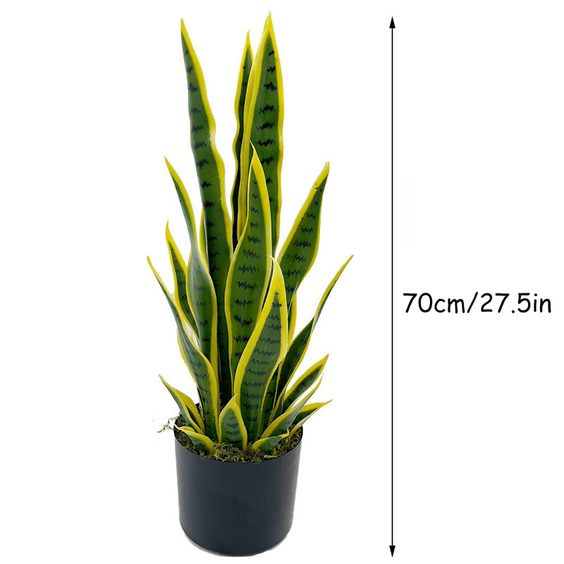 ต้นงูเหลือมปลอมขนาด 40-100 ซม. - Snake Plant บทวิจารณ์และราคา