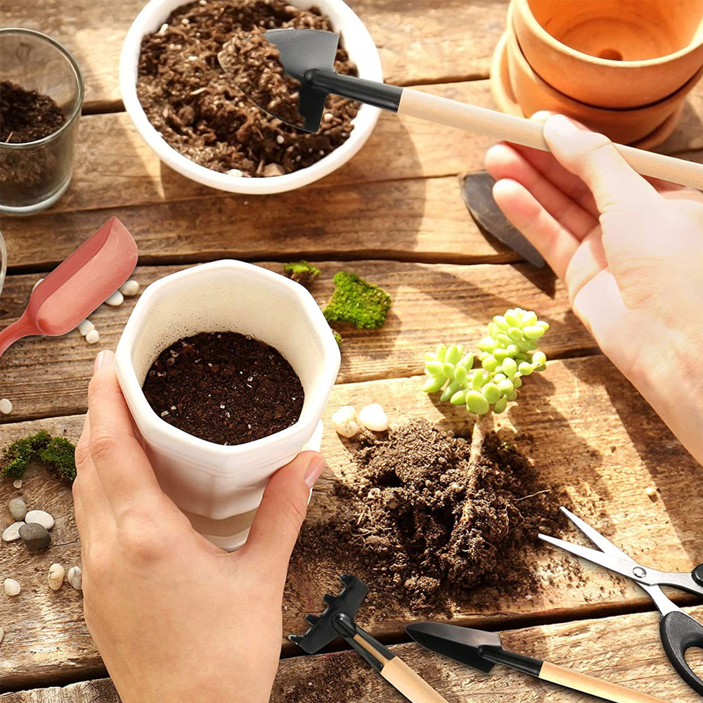 Succulentพืชเครื่องมือMini Gar - Succulent Set บทวิจารณ์และราคา