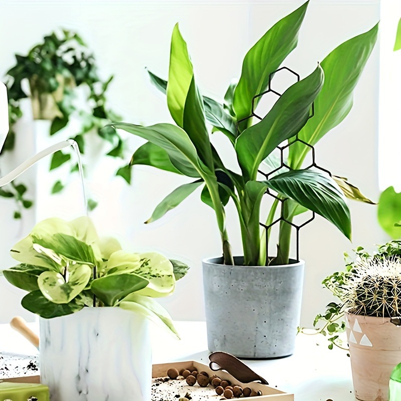 โครงตาข่ายปลูกต้นไม้ลายรังผึ้ง - Pothos บทวิจารณ์และราคา